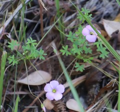 Oxalis bifida