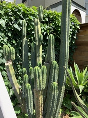Trichocereus macrogonus
