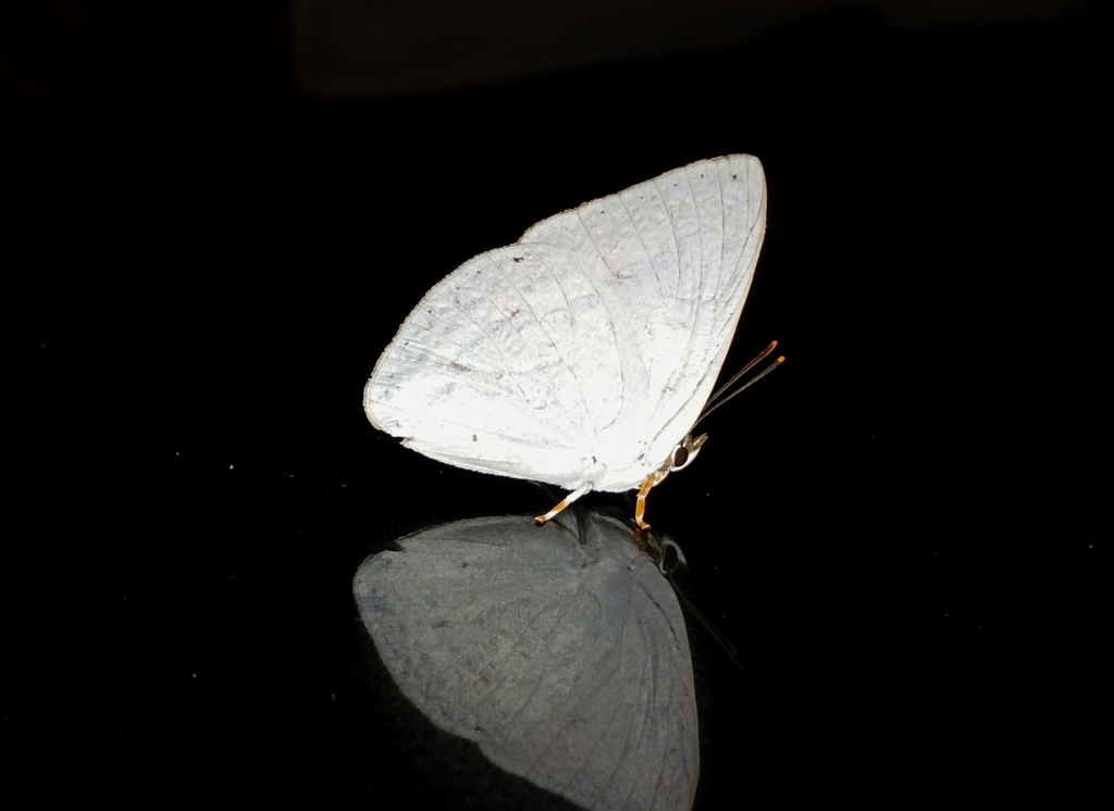 银灰蝶（Curetis thetis）