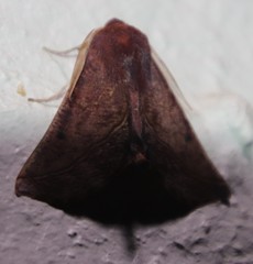 Drepanogynis villaria