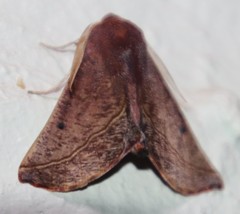 Drepanogynis villaria