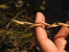 Oat grass (Avenula)