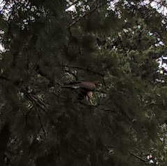 Parabuteo unicinctus