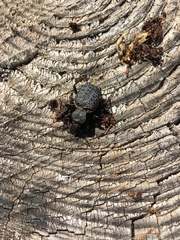 Cychrus tuberculatus