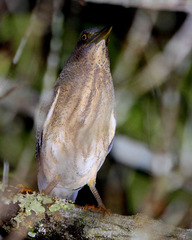 Zebrilus undulatus