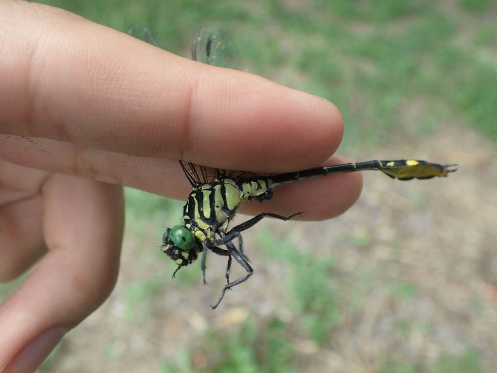 Stylurus nagoyanus
