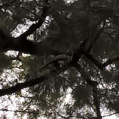 Parabuteo unicinctus