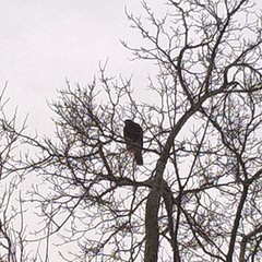 Parabuteo unicinctus