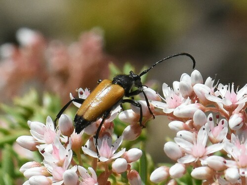 tawny longhorn beetle, Groesbeek, Nederland, photo 7 of 10