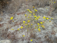 Chaenactis glabriuscula glabriuscula