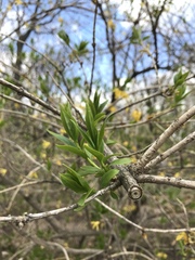 Forsythia × intermedia