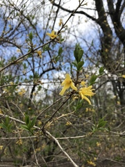 Forsythia × intermedia