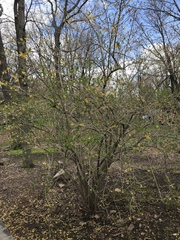 Forsythia × intermedia