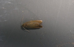 Dichrorampha aeratana