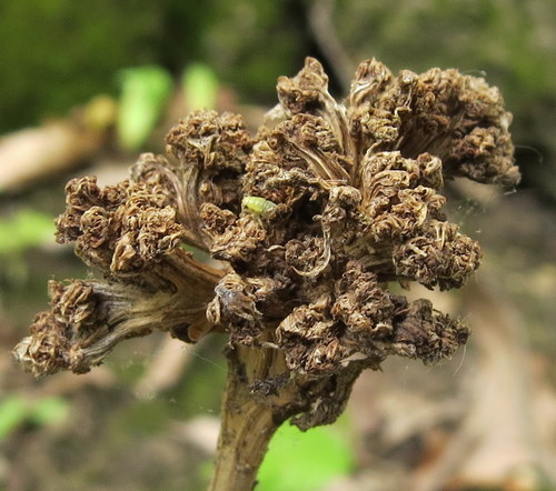 Ash Flower Gall Mite photo 4