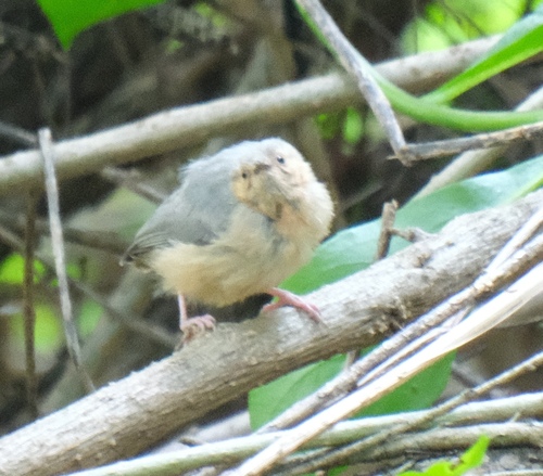 Red-faced Crombec (Sylvietta whytii), photo 9