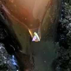 Insecta