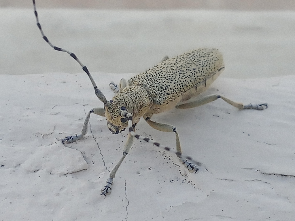 Saperda similis