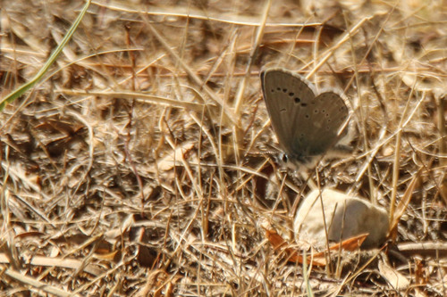 Plebejus rogneda