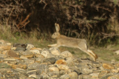 Desert Hare photo 2