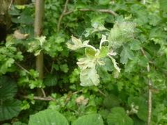 Podosphaera clandestina