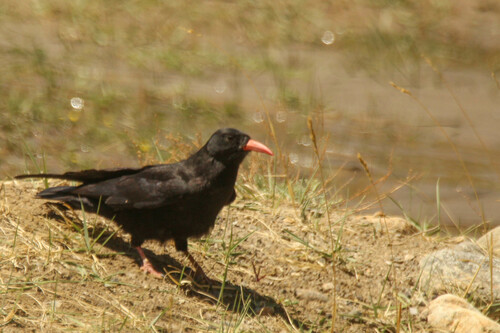 Red-billed Chough