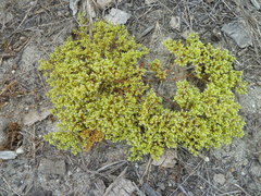 Chorizanthe procumbens