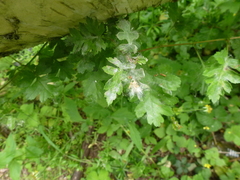 Podosphaera clandestina