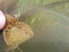 Argynnis adippe cleodoxa