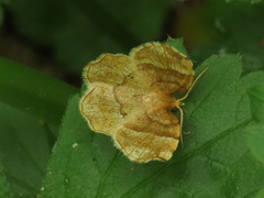 Cepphis advenaria