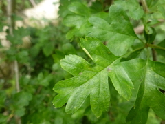 Phyllocoptes goniothorax