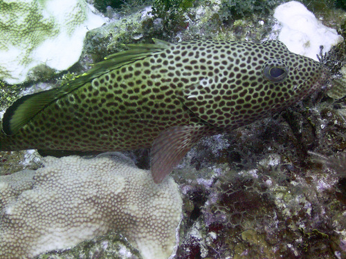 Epinephelus guttatus