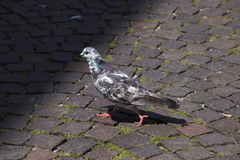Columba livia domestica