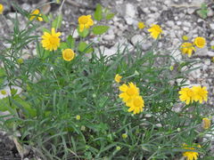 Tetraneuris linearifolia