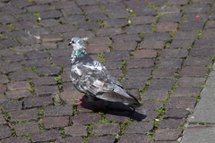 Columba livia domestica
