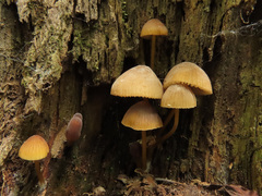 Mycena viridimarginata