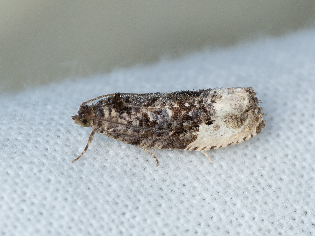 Green Budworm Moth