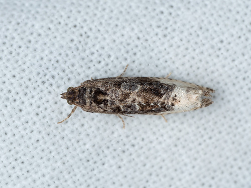 Green Budworm Moth, photo 2 of 10