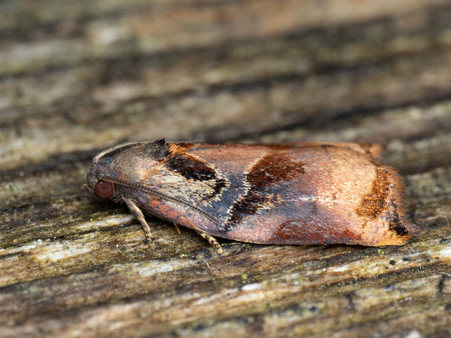 Large Fruit-tree Tortrix, photo 2 of 8