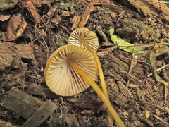 Mycena viridimarginata