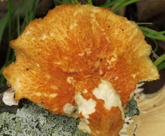 Neofavolus alveolaris