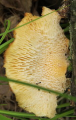 Neofavolus alveolaris