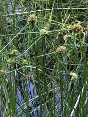 Cyperus blepharoleptos