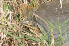 Apalone spinifera guadalupensis