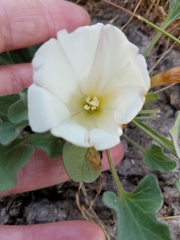 Calystegia subacaulis