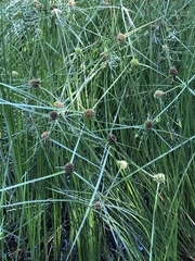 Cyperus blepharoleptos