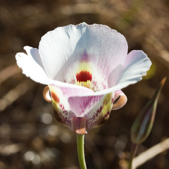 Calochortus venustus