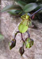 Leochilus labiatus