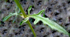 Prunella × intermedia