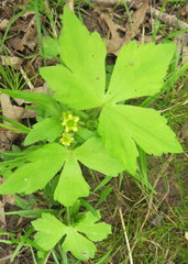 Ranunculus recurvatus